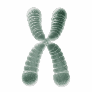 neotes-Longevity-Beratung-Telomer-Produktbild